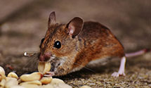 24 Hour & Emergency Exterminators in Browning, MT